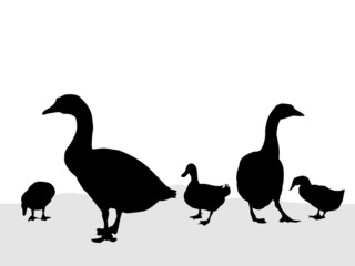 Goose & Duck silhouettes - vector