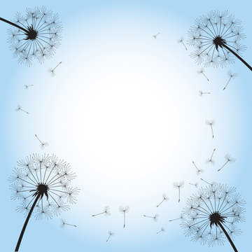 Fototapeta black dandelion on blue background