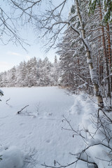 Winter wood lake