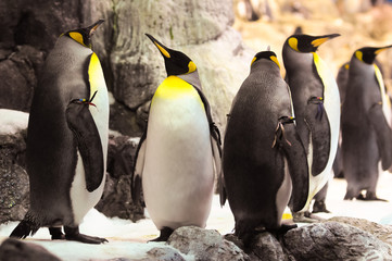 Fototapeta premium Black and White Penguin