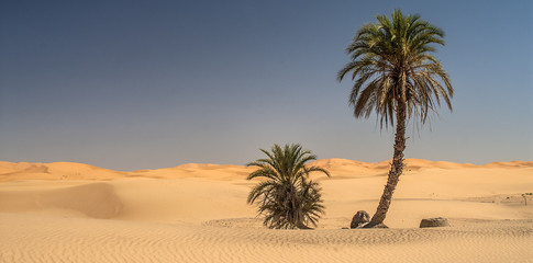 Fototapeta na wymiar Desert Palm