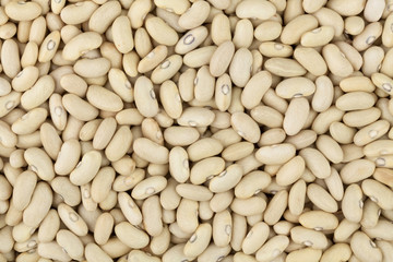 legume background