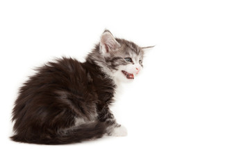 Cute Maine Coon kitten meowing