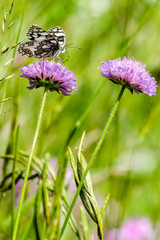 Farfalla su fiore lilla