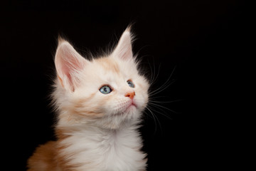 Cute red Maine Coon kitten looking up