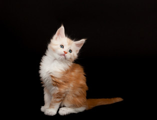 Cute red Maine Coon kitten
