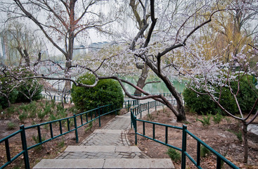 Zizhuyuan Park called Purple or Black Bamboo Park in Beijing