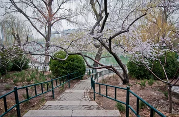 Fototapeten Zizhuyuan Park called Purple or Black Bamboo Park in Beijing © Fotokon