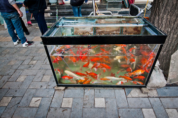 fish tank in front of small pet store in Beijing, China