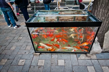 Schilderijen op glas fish tank in front of small pet store in Beijing, China © Fotokon