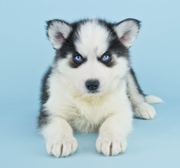 Blue Eyed Husky Puppy