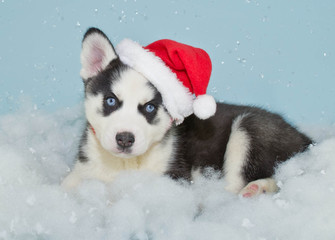 Santa Husky Puppy © jstaley4011