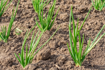 Bed with spring onions