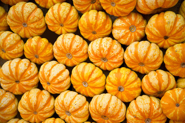 Kürbis - Sweet lightning