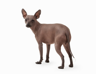 Mexican hairless puppy on white background