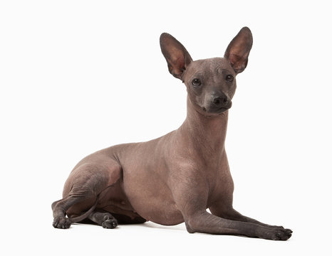 Mexican hairless puppy on white background