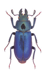 Platycerus capraea, a small European Stag-Beetle