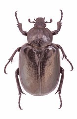 Female of the endangered Hermit Beetle (Osmoderma eremita)