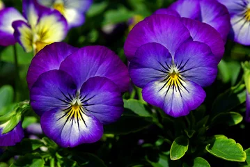 Fotobehang Close up van viooltje bloemen © Marco Uliana