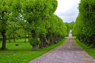 Fototapeta na wymiar Dirt road lined by an avenue of trees in parkland