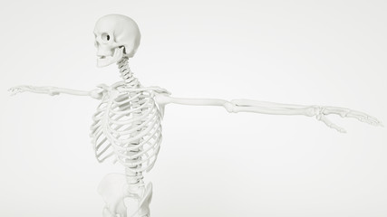 Human Skeleton