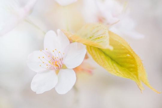 桜