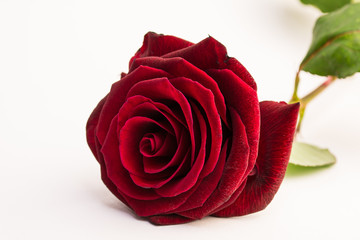 Rote Rose