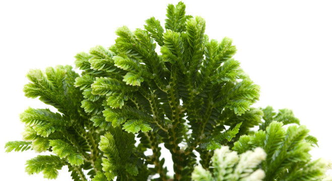 Selaginella, florist tropical moss