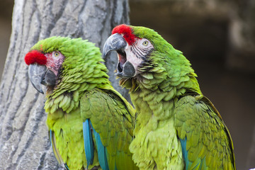 Coppia di pappagalli Ara Verde