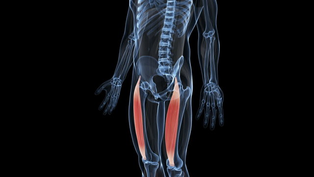 animation showing the musculus rectus femoris