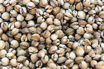 scallop background texture