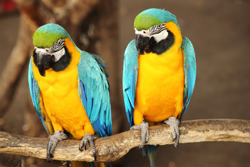 blue and yellow macaw