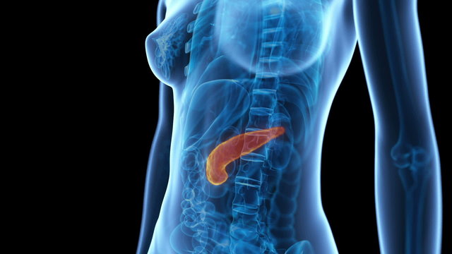 medical animation - women&acute;s pancreas