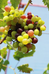fresh grapes in the vineyard