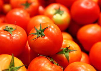 Group of tomato