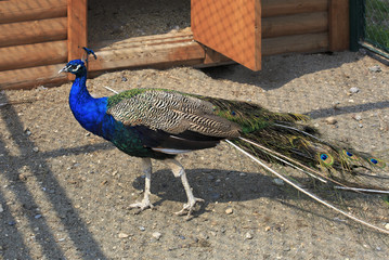 Beautiful peacock in a cage. Altai. Russia.
