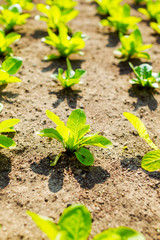 Green lettuce in garden