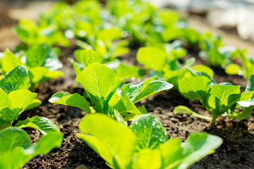 lettuce plant in field