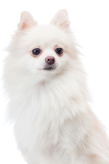 White pomeranian dog isolated on white