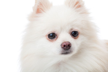 Obraz premium White pomeranian dog close up