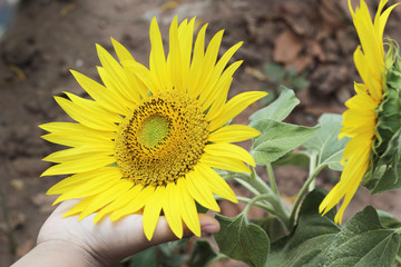 field of blooming sunflowers in summer