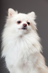Obraz premium Pomeranian dog with grey background