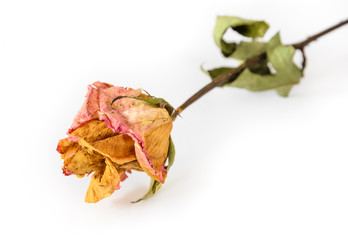Naklejka premium Dried rose on white background