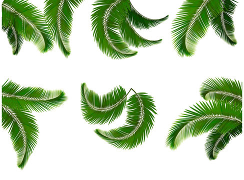 Set green branches with leaves of palm trees. Vector.