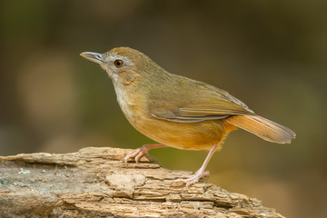 Abbott's Babbler(Malacocincla abbotti) catch in nature