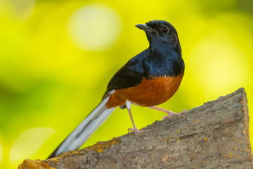 Male White-Rumped Shama(Copsychus malabaricus) in nature