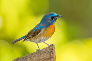 Fototapeta premium Chinese Blue Flycatcheract on the wood in nature