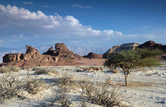 Nature reserve of Timna Park is located 25 km north of Eilat
