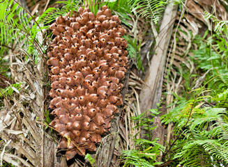 Palm Tree Nut Cluster
