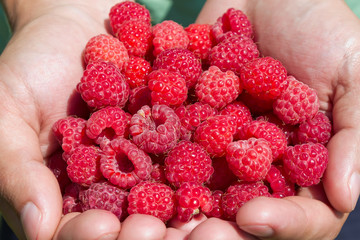 Hands holding red raspberries